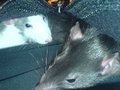 <:3)~~ meine zwei RaTTen <:3)~~ 16074864