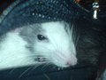 <:3)~~ meine zwei RaTTen <:3)~~ 16074907