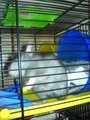 <:3)~~ meine zwei RaTTen <:3)~~ 16075036