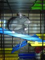 <:3)~~ meine zwei RaTTen <:3)~~ 16075127