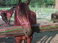 Missouri Foxtrotterranch Pichl / Wels 26028201