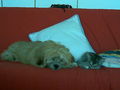 Lucky & Luna!!! 48088615