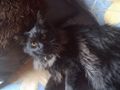 mein maine coon kater 32751946