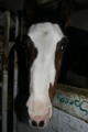 Meine Pferd 30194079