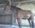 Meine Pferd 30194087