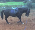 Meine Pferd 30194121
