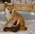 shiba inu 10976916