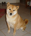 shiba inu 10976917