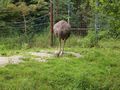 Im Tierpark Schmieding  63121401