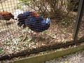 Im Tierpark Schmieding  63133000