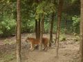 Im Tierpark Schmieding  63135394