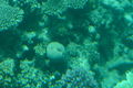 unterwasserwelt hurghada 59659470