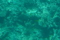 unterwasserwelt hurghada 59659479