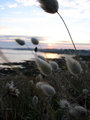 Quiberon at Dawn 15790653