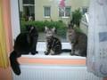 my cats 9831330