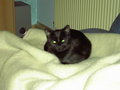 Meine katze gina 9959738