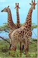 giraffen 9952731