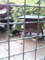 Wandertag im Tierpark Haag  50007660