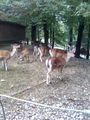Wandertag im Tierpark Haag  50007871