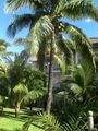 Mauritius - unser Traumurlaub 2008 43065917