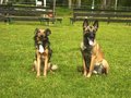 My Dogs Niki, Lilli And Icefairy 10044899