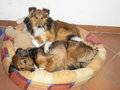 My Dogs Niki, Lilli And Icefairy 10045199