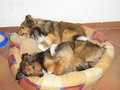 My Dogs Niki, Lilli And Icefairy 10045201