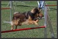 Agility Niki und Lilli 18327494