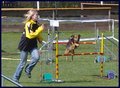 Agility Niki und Lilli 19189067