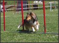 Agility Niki und Lilli 20505043