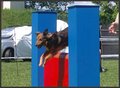 Agility Niki und Lilli 20505164