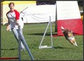 Agility Niki und Lilli 20505168