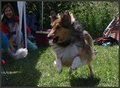 Agility Niki und Lilli 20505170