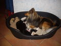 My Dogs Niki, Lilli And Icefairy 46386301