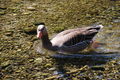 Wildpark Grünau im Almtal 37361263