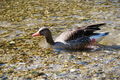 Wildpark Grünau im Almtal 37361430