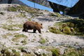 Wildpark Grünau im Almtal 37361732