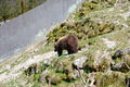 Wildpark Grünau im Almtal 37361770