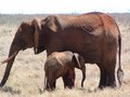 2002 mein Urlaub in Kenia 10807721