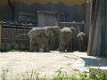 Schönbrunner Tierpark 41316798