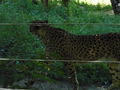 Schönbrunner Tierpark 41317195