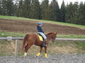 reiten 17937060