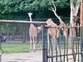  Tierpark-Schönbrunn und Prater 60570403