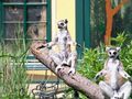  Tierpark-Schönbrunn und Prater 60570510