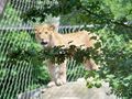  Tierpark-Schönbrunn und Prater 60571166