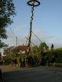 Maibaum 19150446