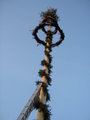 Maibaum 19150459