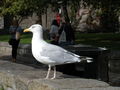 University of Aberdeen 67165105