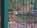 Tierpark Haag 26.10.2006 10692120