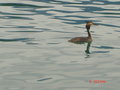 Klopeinersee Juli2007 23160380